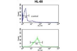 Flow Cytometry (FACS) image for anti-Engrailed Homeobox 2 (EN2) antibody (ABIN3003224) (EN2 抗体)