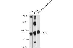 Western blot analysis of extracts of various cell lines, using HRH2 antibody (ABIN7267660) at 1:1000 dilution. (HRH2 抗体  (AA 150-250))