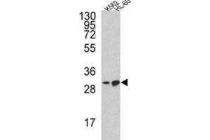Western Blotting (WB) image for anti-BCL2-Like 11 (Apoptosis Facilitator) (BCL2L11) antibody (ABIN3003800) (BIM 抗体)