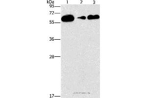 Western blot analysis of Raji, PC3 and lovo cell, using CD27 Polyclonal Antibody at dilution of 1:727 (CD27 抗体)