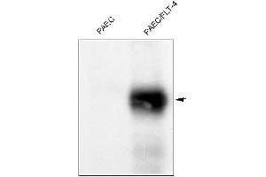 Western Blotting (WB) image for anti-Fms-Related Tyrosine Kinase 4 (FLT4) antibody (ABIN567980) (FLT4 抗体)