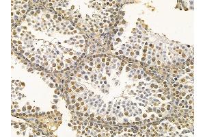 hnRNP C1/C2 Mouse Monoclonal Antibody at 1/100 staining mouse testis tissue by IHC-P. (HNRNPC 抗体  (C-Term))