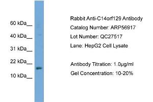 WB Suggested Anti-C14orf129  Antibody Titration: 0. (GSKIP 抗体  (Middle Region))
