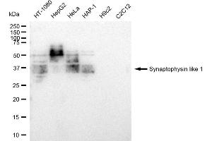 Western blotting analysis using Synaptophysin like 1 antibody (ABIN7800486). (Recombinant SYPL1 抗体)