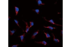 Immunofluorescence (IF) image for anti-KIT Ligand (KITLG) (AA 244-273) antibody (ABIN3031561)