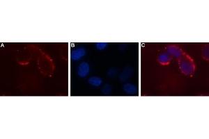 Immunocytochemistry (ICC) image for anti-Growth Hormone Secretagogue Receptor (GHSR) (AA 197-207), (Extracellular) antibody (ABIN7043264)