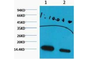 Western Blotting (WB) image for anti-Histone 3 (H3) (H3K27me2) antibody (ABIN3181171) (Histone 3 抗体  (H3K27me2))