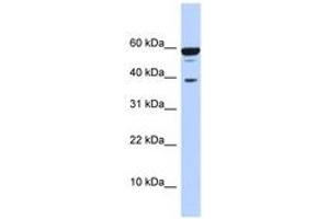 Image no. 1 for anti-Protein Phosphatase 1, Regulatory Subunit 8 (PPP1R8) (AA 215-264) antibody (ABIN6740668) (PPP1R8 抗体  (AA 215-264))