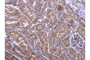 Immunohistochemistry (IHC) image for anti-Phosducin-Like (PDCL) antibody (ABIN2856480)