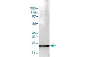 Western Blot (Cell lysate) analysis of 15 ug histone extracts of HeLa cells. (HIST1H3A 抗体  (3meLys36))