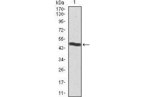Western Blotting (WB) image for anti-CD5 (CD5) (AA 27-233) antibody (ABIN1845336) (CD5 抗体  (AA 27-233))