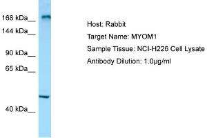 Host: RabbitTarget Name: MYOM1Antibody Dilution: 1. (Myomesin 1 抗体  (C-Term))
