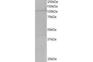 Western Blotting (WB) image for anti-Exportin 7 (XPO7) antibody (ABIN5865367) (Exportin 7 抗体)