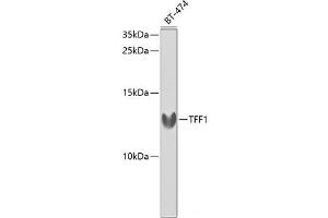 Western blot analysis of extracts of BT-474 cells using TFF1 Polyclonal Antibody at dilution of 1:1000. (TFF1 抗体)