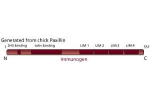 Image no. 2 for anti-Paxillin (PXN) (AA 1-557) antibody (ABIN968847) (Paxillin 抗体  (AA 1-557))