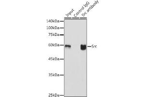 Immunoprecipitation (IP) image for anti-Proto-oncogene tyrosine-protein kinase Src (Src) antibody (ABIN7269727)
