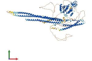 Protein Structure (PS) image for SLIT-ROBO rho GTPase Activating Protein 1 (SRGAP1) (AA 1-1085) protein (His tag) (ABIN7555636)