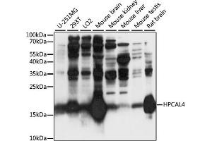 Western blot analysis of extracts of various cell lines, using HPC antibody (ABIN7267654) at 1:1000 dilution. (HPCAL4 抗体  (AA 1-191))