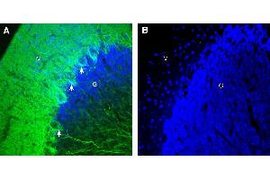 Expression of GPR158 in rat cerebellum. (GPR158 抗体  (Intracellular))