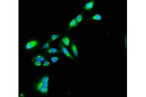 Immunofluorescence staining of Hela cells with ABIN7172251 at 1:100, counter-stained with DAPI. (TNIP1 抗体  (AA 526-636))
