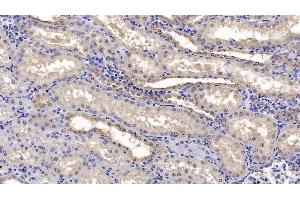 Immunohistochemistry (IHC) image for anti-Calnexin (CANX) (AA 239-461) antibody (ABIN7425800)