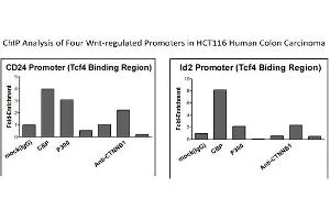 CTNNB1 Antibody - middle region (P100601_P050) validated by CHIP using HCT116 cell lysate (CTNNB1 抗体  (C-Term))