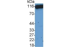 Detection of CD26 in HepG2 cell lysate using Polyclonal Antibody to Cluster Of Differentiation 26 (CD26)