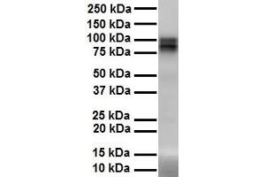 WB Suggested Anti-PIWIL1 antibody Titration: 1 ug/mL Sample Type: Human heart (PIWIL1 抗体  (N-Term))