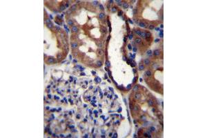GRIK3 Antibody (N-term) (ABIN657037 and ABIN2846209) immunohistochemistry analysis in formalin fixed and paraffin embedded human kidney tissue followed by peroxidase conjugation of the secondary antibody and DAB staining. (GRIK3 抗体  (N-Term))