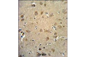 RTN4RL1 Antibody IHC analysis in formalin fixed and paraffin embedded human brain tissue followed by peroxidase conjugation of the secondary antibody and DAB staining. (RTN4RL1 抗体  (C-Term))