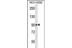 HDAC4 Antibody (C-term) (ABIN657638 and ABIN2846634) western blot analysis in NCI- cell line lysates (35 μg/lane).