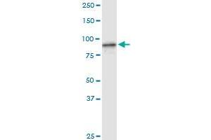 FBXL18 MaxPab rabbit polyclonal antibody. (FBXL18 抗体  (AA 1-259))