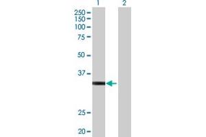 Western Blot analysis of HOXD1 expression in transfected 293T cell line by HOXD1 MaxPab polyclonal antibody.