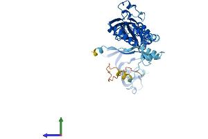 AlphaFold protein structure predicition of Human Recombinant P2RX3 Protein, UniprotID P56373 (P2RX3 Protein (AA 1-397) (His tag))