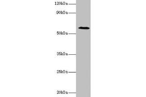 Western blot All lanes: UGP2 antibody at 2 μg/mL + Mouse liver tissue Secondary Goat polyclonal to rabbit IgG at 1/10000 dilution Predicted band size: 57, 56 kDa Observed band size: 57 kDa (UGP2 抗体  (AA 1-497))