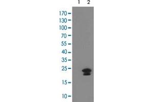Western Blot analysis of HEK293T cells (Lane 1: transfected with pCMV6-ENTRY control and Lane 2: transfected with pCMV6-ENTRY HAND1 cDNA) with HAND1 monoclonal antibody, clone 1G10 . (HAND1 抗体)