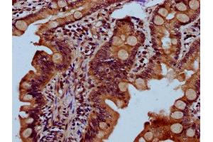 IHC image of ABIN7166205 diluted at 1:300 and staining in paraffin-embedded human small intestine tissue performed on a Leica BondTM system. (Sec23 Homolog B 抗体  (AA 208-325))