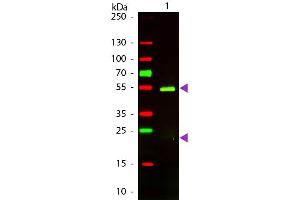 Western Blot of Texas conjugated Rabbit F(ab’)2 Anti-Golden Syrian Hamster IgG secondary antibody. (兔 anti-Golden Syrian Hamster IgG (Heavy & Light Chain) Antibody (Texas Red (TR)) - Preadsorbed)