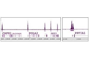 Histone H3K4me3 antibody (pAb) tested by ChIP-Seq.