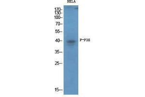 Western Blot (WB) analysis of specific cells using Phospho-p38 (T180/Y182) Polyclonal Antibody. (MAPK14 抗体  (pThr180, pTyr182))