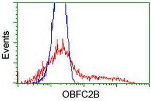 HEK293T cells transfected with either RC200876 overexpress plasmid (Red) or empty vector control plasmid (Blue) were immunostained by anti-OBFC2B antibody (ABIN2455376), and then analyzed by flow cytometry. (SSBP1 抗体)