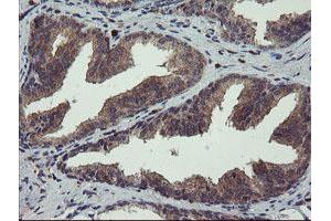 Image no. 1 for anti-Crystallin, Zeta, Homolog antibody (ABIN1497658) (CRYZL1 抗体)