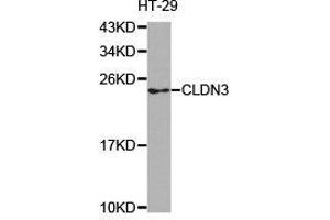 Western Blotting (WB) image for anti-Claudin 3 (CLDN3) antibody (ABIN1871895) (Claudin 3 抗体)
