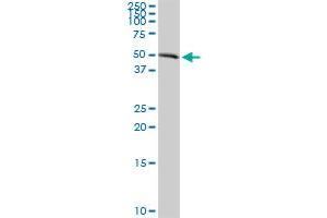AGER MaxPab rabbit polyclonal antibody. (RAGE 抗体  (AA 1-404))