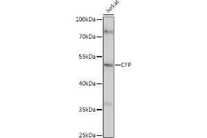 Western blot analysis of extracts of Jurkat cells, using CFP antibody (ABIN6127651, ABIN6138467, ABIN6138468 and ABIN6221045) at 1:1000 dilution. (CFP 抗体  (AA 190-469))