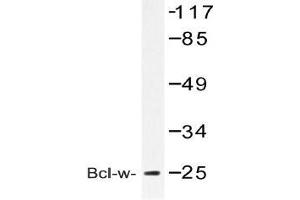 Western blot (WB) analysis of Bcl-w antibody in extracts from COLO cell (BCL2L2 抗体)