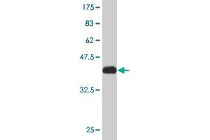Western Blotting (WB) image for anti-Transcription Elongation Factor B (SIII), Polypeptide 2 (18kDa, Elongin B) (TCEB2) (AA 1-118) antibody (ABIN520749)