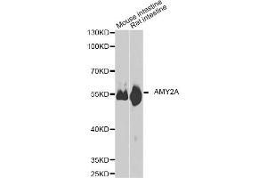 Western blot analysis of extracts of various cell lines, using AMY2A antibody. (AMY2A 抗体)