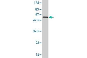 Western Blot detection against Immunogen (54. (TAZ 抗体  (AA 1-262))