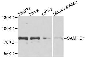 Western blot analysis of extracts of various cell lines, using SAMHD1 antibody. (SAMHD1 抗体  (AA 387-626))